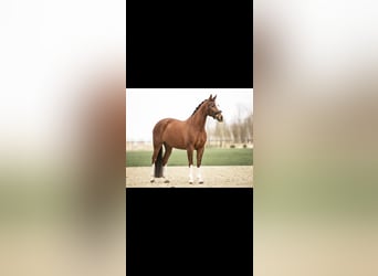 KWPN, Klacz, 16 lat, 165 cm, Ciemnokasztanowata