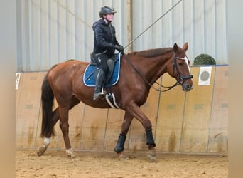 KWPN, Klacz, 16 lat, 165 cm, Kasztanowata