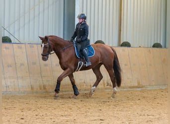 KWPN, Klacz, 16 lat, 165 cm, Kasztanowata