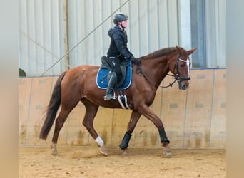 KWPN, Klacz, 16 lat, 165 cm, Kasztanowata