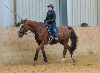 KWPN, Klacz, 16 lat, 165 cm, Kasztanowata