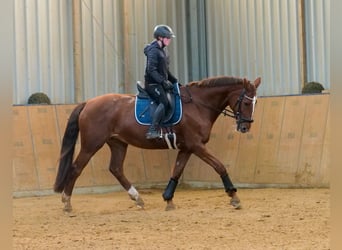 KWPN, Klacz, 16 lat, 165 cm, Kasztanowata