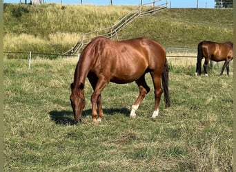 KWPN, Klacz, 16 lat, 168 cm, Kasztanowata