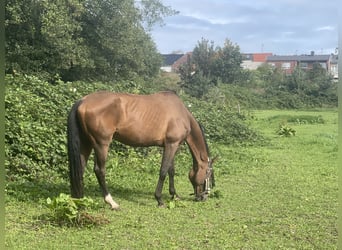 KWPN, Klacz, 16 lat, 170 cm, Gniada