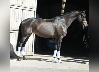 KWPN, Klacz, 16 lat, 178 cm, Ciemnogniada