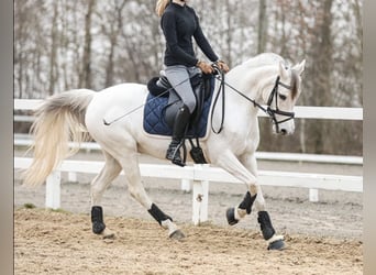 KWPN, Klacz, 17 lat, 140 cm, Siwa