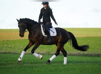 KWPN, Klacz, 17 lat, 160 cm, Ciemnogniada