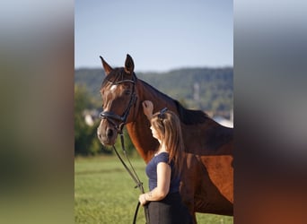 KWPN, Klacz, 17 lat, 165 cm, Ciemnogniada