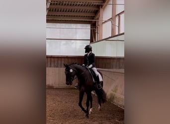 KWPN, Klacz, 17 lat, 167 cm, Gniada