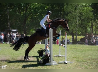KWPN, Klacz, 17 lat, 169 cm, Gniada