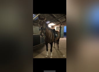 KWPN, Klacz, 17 lat, 170 cm, Ciemnokasztanowata