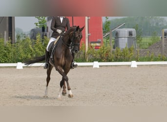 KWPN, Klacz, 17 lat, 170 cm, Ciemnokasztanowata