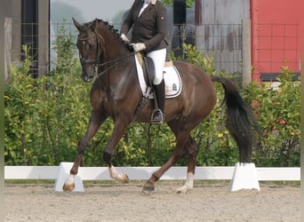 KWPN, Klacz, 17 lat, 170 cm, Ciemnokasztanowata