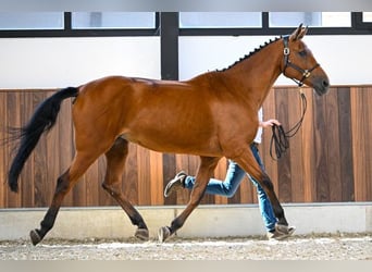 KWPN, Klacz, 18 lat, 167 cm, Gniada