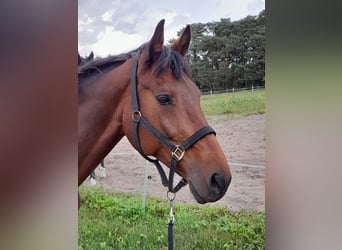 KWPN, Klacz, 18 lat, 168 cm, Gniada