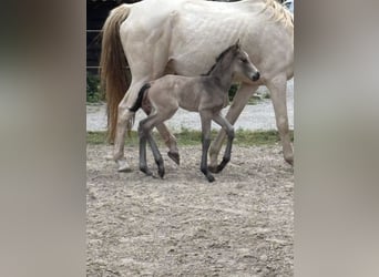 KWPN, Klacz, 1 Rok, 165 cm, Jelenia