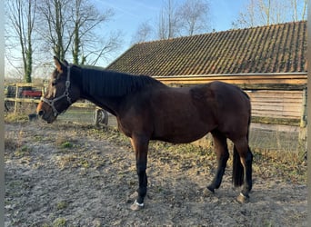 KWPN, Klacz, 21 lat, 175 cm, Gniada