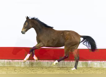 KWPN, Klacz, 2 lat, 155 cm