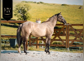 KWPN, Klacz, 2 lat, 160 cm, Grullo