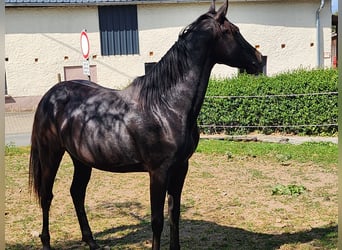 KWPN, Klacz, 2 lat, 165 cm, Ciemnogniada