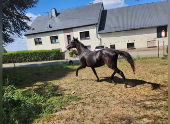 KWPN, Klacz, 2 lat, 165 cm, Ciemnogniada