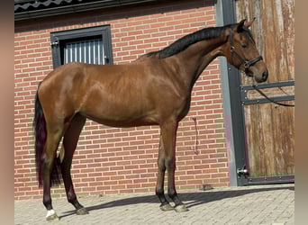 KWPN, Klacz, 2 lat, 165 cm, Gniada