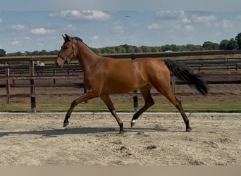 KWPN, Klacz, 2 lat, 165 cm, Gniada