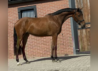 KWPN, Klacz, 2 lat, 165 cm, Gniada