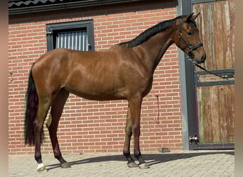 KWPN, Klacz, 2 lat, 165 cm, Gniada