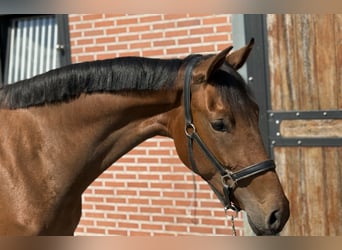 KWPN, Klacz, 2 lat, 165 cm, Gniada