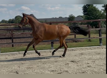 KWPN, Klacz, 2 lat, 165 cm, Gniada