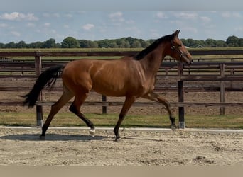 KWPN, Klacz, 2 lat, 165 cm, Gniada