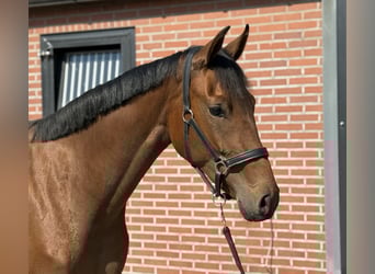 KWPN, Klacz, 2 lat, 165 cm, Gniada
