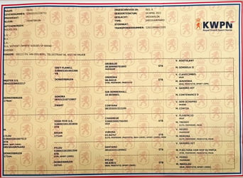 KWPN, Klacz, 2 lat, 165 cm, Skarogniada