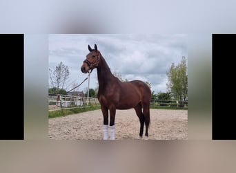 KWPN, Klacz, 2 lat, 168 cm, Gniada