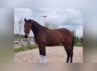 KWPN, Klacz, 2 lat, 168 cm, Gniada