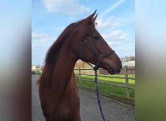KWPN, Klacz, 2 lat, 169 cm, Ciemnokasztanowata