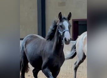 KWPN, Klacz, 2 lat, 175 cm, Ciemnokasztanowata