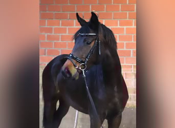 KWPN, Klacz, 3 lat, 160 cm, Ciemnogniada