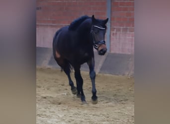 KWPN, Klacz, 3 lat, 160 cm, Ciemnogniada