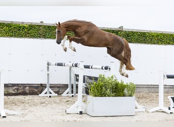 KWPN, Klacz, 3 lat, 160 cm, Cisawa