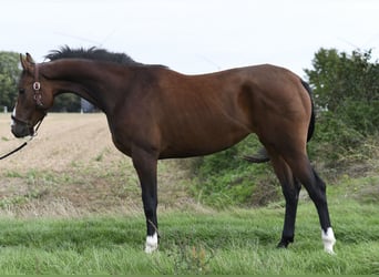 KWPN, Klacz, 3 lat, 160 cm, Gniada