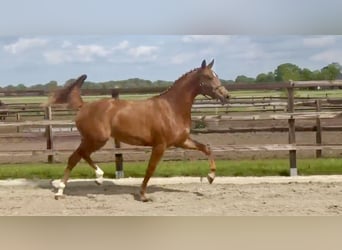 KWPN, Klacz, 3 lat, 160 cm, Kasztanowata