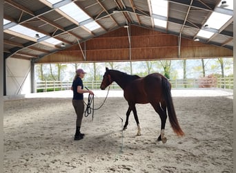 KWPN, Klacz, 3 lat, 161 cm, Ciemnogniada