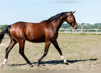 KWPN, Klacz, 3 lat, 161 cm, Ciemnogniada