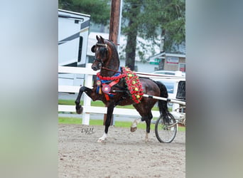 KWPN, Klacz, 3 lat, 161 cm, Gniada
