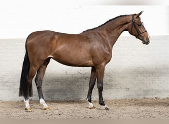 KWPN, Klacz, 3 lat, 161 cm