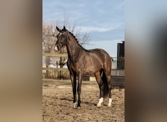 KWPN, Klacz, 3 lat, 162 cm, Gniada