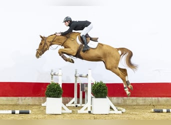 KWPN, Klacz, 3 lat, 162 cm