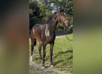 KWPN, Klacz, 3 lat, 162 cm, Skarogniada